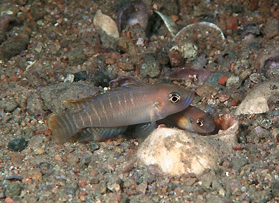 Neolamprologus brevis 'Katete'